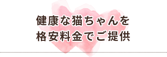 健康な猫ちゃんを 格安料金でご提供