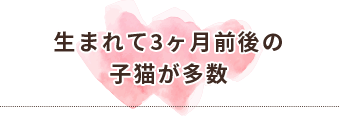 生まれて3ヶ月前後の 子猫が多数