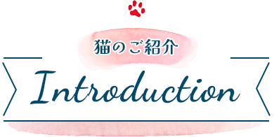 Introduction 猫のご紹介