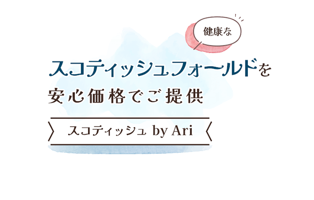 健康なスコティッシュフォールドを安心価格でご提供